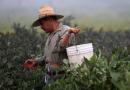 A farm worker picks eggplant in the early morning fog on a farm in Rancho Santa Fe, California.